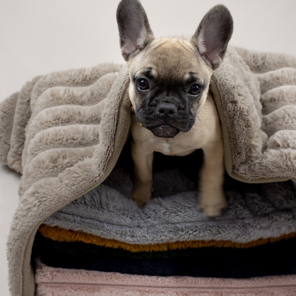 Faux fur and Fleece Pet Blanket